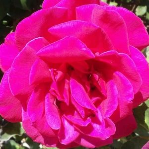 Meet your Posher, Candice